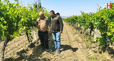 Akhisar İlçe Tarım Müdürlüğü'nden Üzüm Bağlarına Özel Bilgilendirme