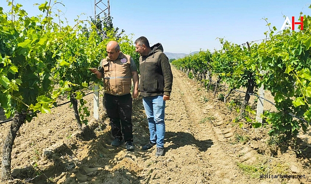 Akhisar İlçe Tarım Müdürlüğü'nden Üzüm Bağlarına Özel Bilgilendirme