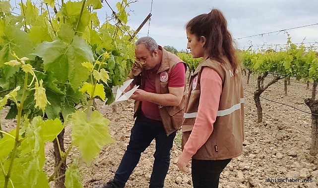 Akhisar İlçe Tarım ve Orman Müdürlüğü Ekipleri Bağları Denetledi