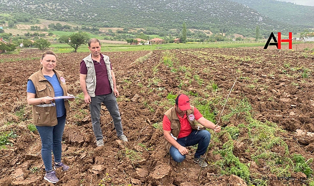 Akhisar İlçe Tarım ve Orman Müdürlüğü'nden Çiftçi Ziyaretleri ve Bahçe Kontrolleri