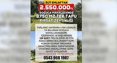 Elit Emlak'tan Akhisar'da Yatırım Fırsatı: Geniş Zeytinlik Satışa Çıktı