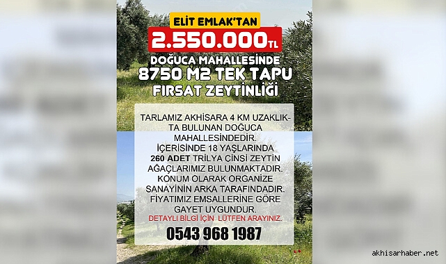 Elit Emlak'tan Akhisar'da Yatırım Fırsatı: Geniş Zeytinlik Satışa Çıktı
