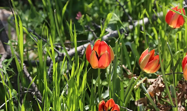 Manisa'nın Eşsiz Güzelliği Koruma Altında: Laleyi Koparan Cezayı Ağır Ödeyecek