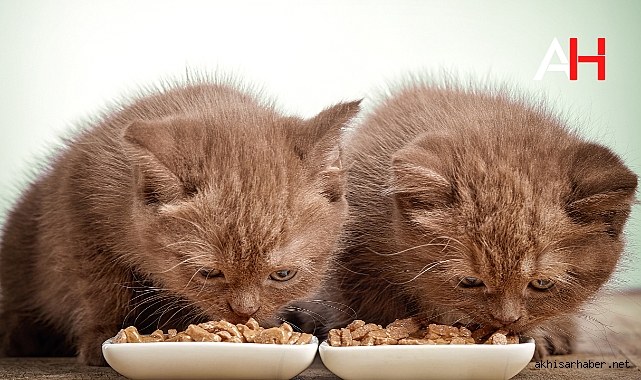 Yavru Kedi Maması Alırken Dikkat Edilecekler