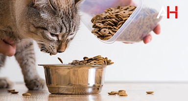 Yetişkin Kedi Maması
