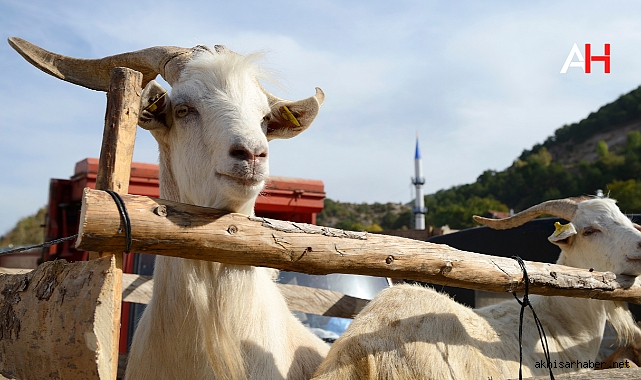 2024 Kurban Kesim Bedelleri Belli Oldu