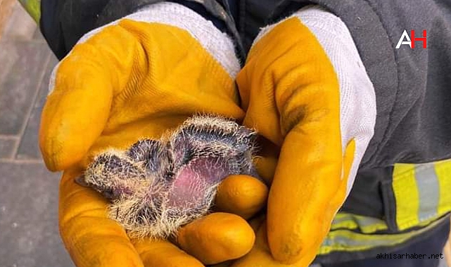 Akhisar'da İtfaiye Ekipleri Minik Kuş Yavrusunu Yuvasına Kavuşturdu