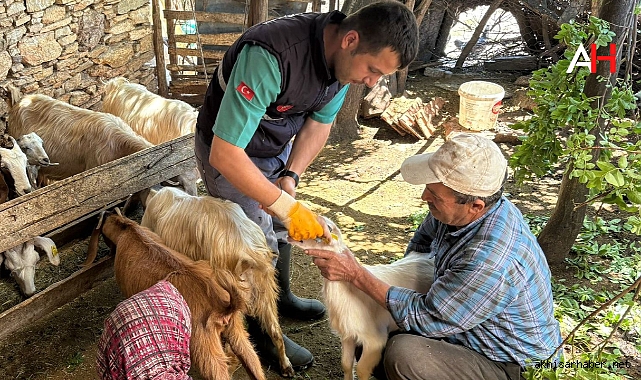 Akhisar’da Küçükbaş Hayvanlara Aşı ve Kayıt Hizmeti