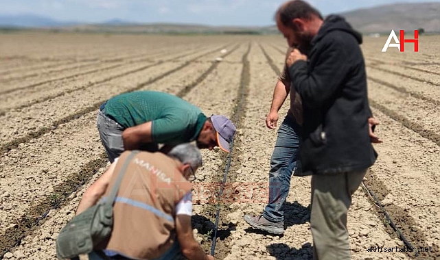 Akhisar'da Tarım Müdürlüğü Ekiplerinden Domates ve Biber Tarlalarına Önemli Ziyaret