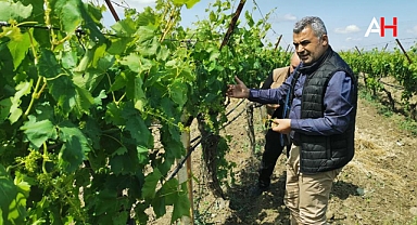 Akhisar İlçe Tarım Müdürlüğü, Dolu Zararını İnceledi