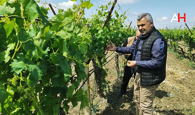 Akhisar İlçe Tarım Müdürlüğü, Dolu Zararını İnceledi