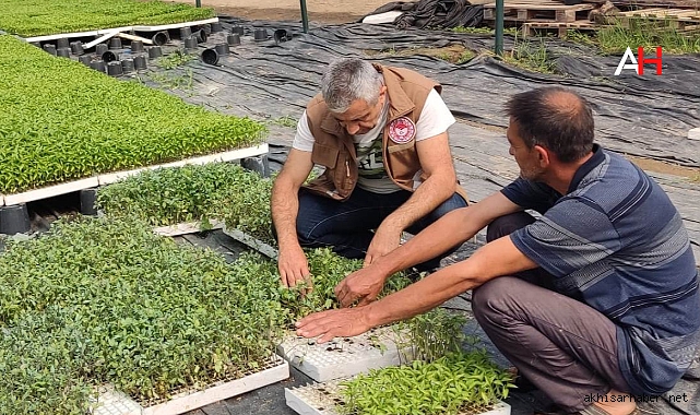 Akhisar İlçe Tarım Müdürlüğü Sebze Masası, Yerel Çiftçilere Destek Sağlıyor
