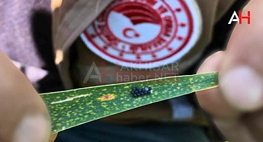 Akhisar İlçe Tarım ve Orman Müdürlüğü'nden Süne ve Çekirge Kontrolleri