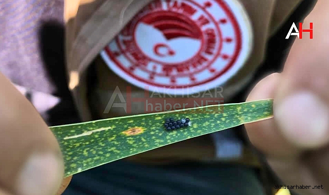 Akhisar İlçe Tarım ve Orman Müdürlüğü'nden Süne ve Çekirge Kontrolleri