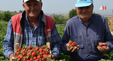Bu İlçenin Bütün Bahçeleri Çilek Kokuyor