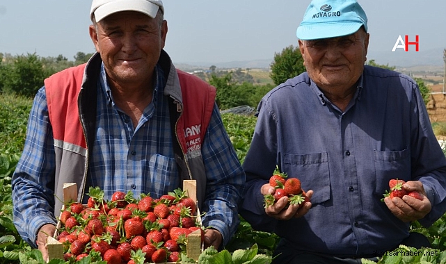 Bu İlçenin Bütün Bahçeleri Çilek Kokuyor