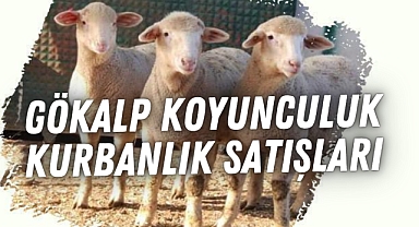 Gökalp Koyunculuk'tan Kurban Bayramına Özel Kaliteli Kuzu Seçenekleri