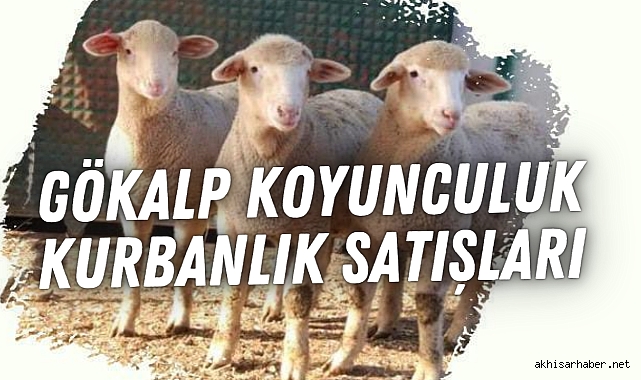 Gökalp Koyunculuk'tan Kurban Bayramına Özel Kaliteli Kuzu Seçenekleri