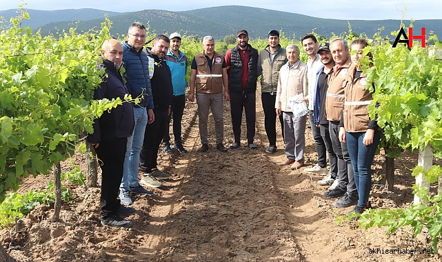 İlçe Tarım, Bağda Kalıntısız Üzüm İçin Biyoteknik Mücadele Öneriyor