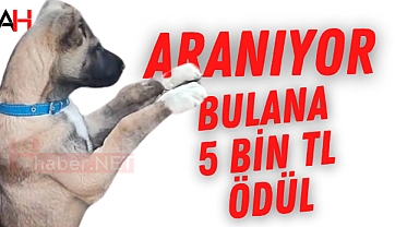 Kayıp Sivas Kangal Köpeği Kayıp! Bulana 5000 TL Ödül Vaat Ediliyor