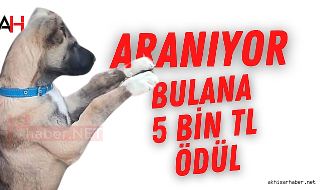 Kayıp Sivas Kangal Köpeği Kayıp! Bulana 5000 TL Ödül Vaat Ediliyor
