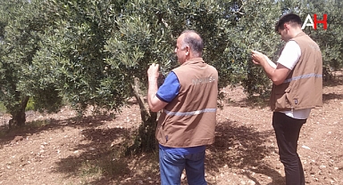 Zeytinliklerde Zararlılara Karşı Etkin Çalışma: Akhisar Teknik Ekibi Sahada