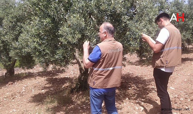 Zeytinliklerde Zararlılara Karşı Etkin Çalışma: Akhisar Teknik Ekibi Sahada