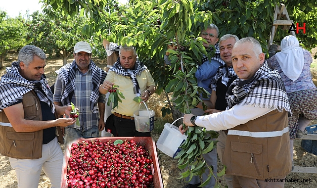 Akhisar'da Kiraz Hasadına Devam Ediliyor