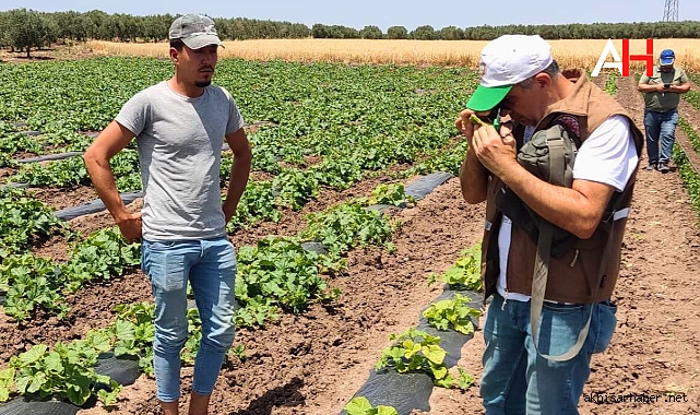 Akhisar'da Tarım Zararlıları Kontrol Altında