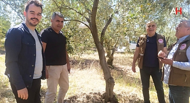 Akhisar'da Zeytin Üreticileri İçin Önemli Duyuru: Zeytin Güvesi İlaçlama