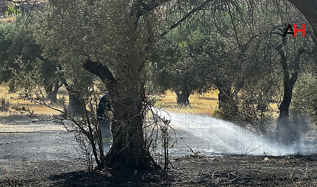Akhisar’da Zeytinlik Alanda Yangın Paniği