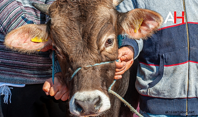 Akhisar Halk Eğitimi Merkezi Kurban Kesim Elemanı Kursu Açılıyor
