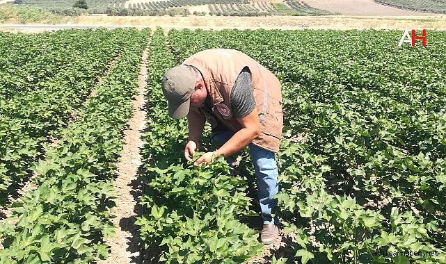 Akhisar İlçe Tarım ve Orman Müdürlüğü'nden Pamuk Çalışmaları