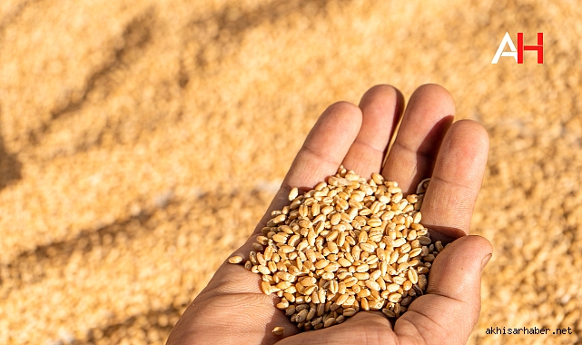 TMO 2024 Hububat Alım Fiyatları ve Fark Ödemesi Destekleri Açıklandı