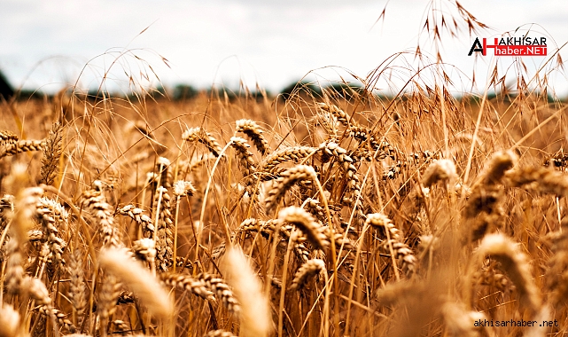 TMO Akhisar'da Buğday Alımlarına Başlıyor