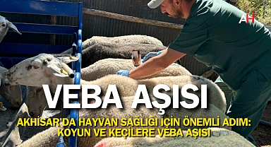 Akhisar'da Hayvan Sağlığı İçin Önemli Adım: Koyun ve Keçilere Veba Aşısı