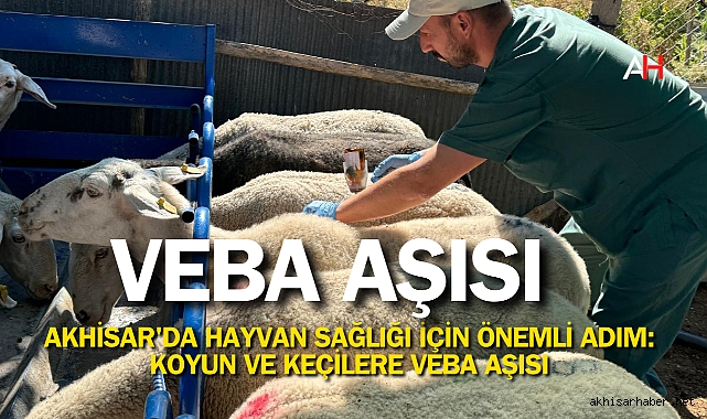 Akhisar'da Hayvan Sağlığı İçin Önemli Adım: Koyun ve Keçilere Veba Aşısı
