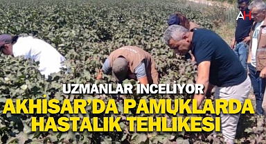 Akhisar'da Pamuk Tarlalarında Yeni Bir Zararlı: Pamuk Unlubiti