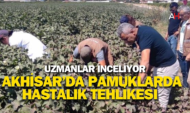 Akhisar'da Pamuk Tarlalarında Yeni Bir Zararlı: Pamuk Unlubiti