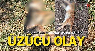 Akhisar Ulucami Mahallesi'nde Üzücü Olay: Kanalda 2 Köpek ve 3 Kedi Ölü Bulundu