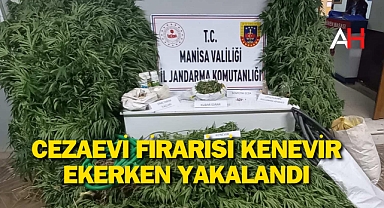 Cezaevi Firarisi Kenevir Ekerken Yakalandı
