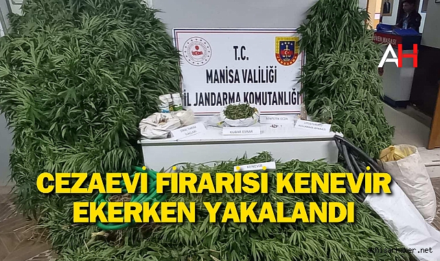 Cezaevi Firarisi Kenevir Ekerken Yakalandı