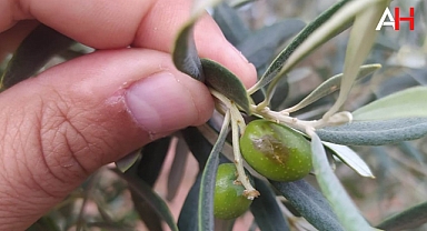 Evkafteke Mahallesi'nde Dolu Yağışı Hasar Tespiti Yapıldı