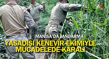 Manisa'da Jandarma, Yasadışı Kenevir Ekimiyle Mücadelede Kararlı