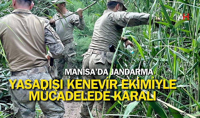 Manisa'da Jandarma, Yasadışı Kenevir Ekimiyle Mücadelede Kararlı