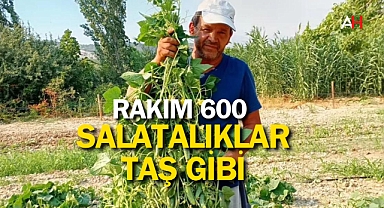 Rakım 600: Salatalıklar Taş Gibi