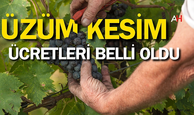 Üzüm İşçisi Ücretleri Belirlendi