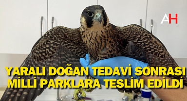 Yaralı Doğan Tedavi Sonrası Milli Parklara Teslim Edildi