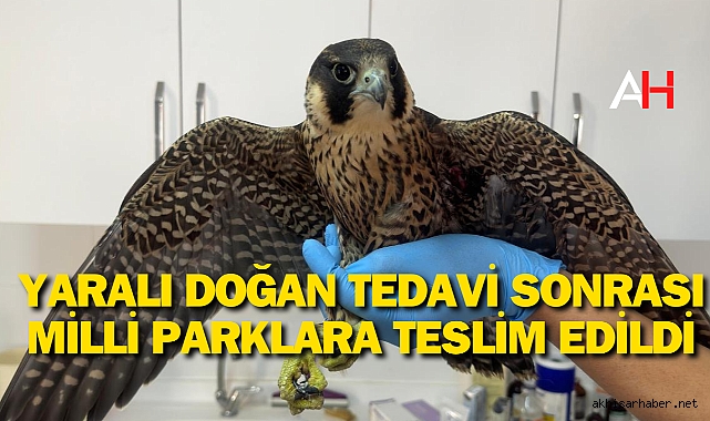 Yaralı Doğan Tedavi Sonrası Milli Parklara Teslim Edildi