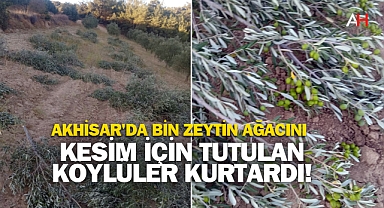 Akhisar'da Bin Zeytin Ağacını Köylüler Kurtardı!